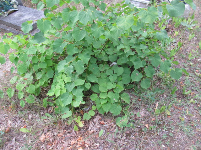 Grób MARIA NAZAREWICZ